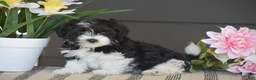 Havanese dogs for sale: Kenneth - Ad 2