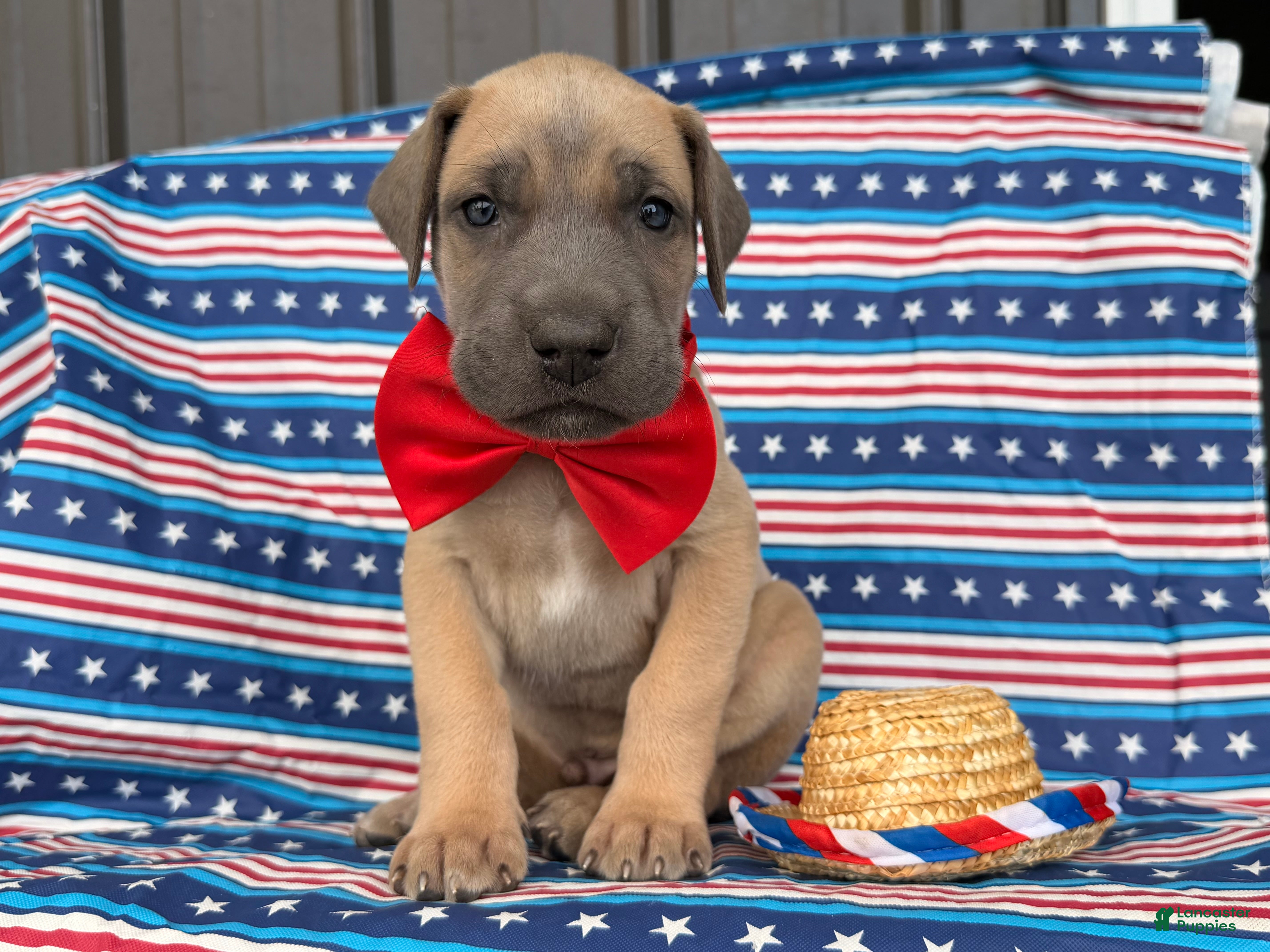 Great Dane dogs Peter Great Dane  - Ad 2