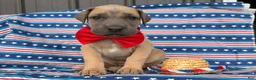 Great Dane dogs for sale: Peter Great Dane  - Ad 2