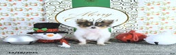 Pomeranian dogs for sale: Lilly - Ad 10