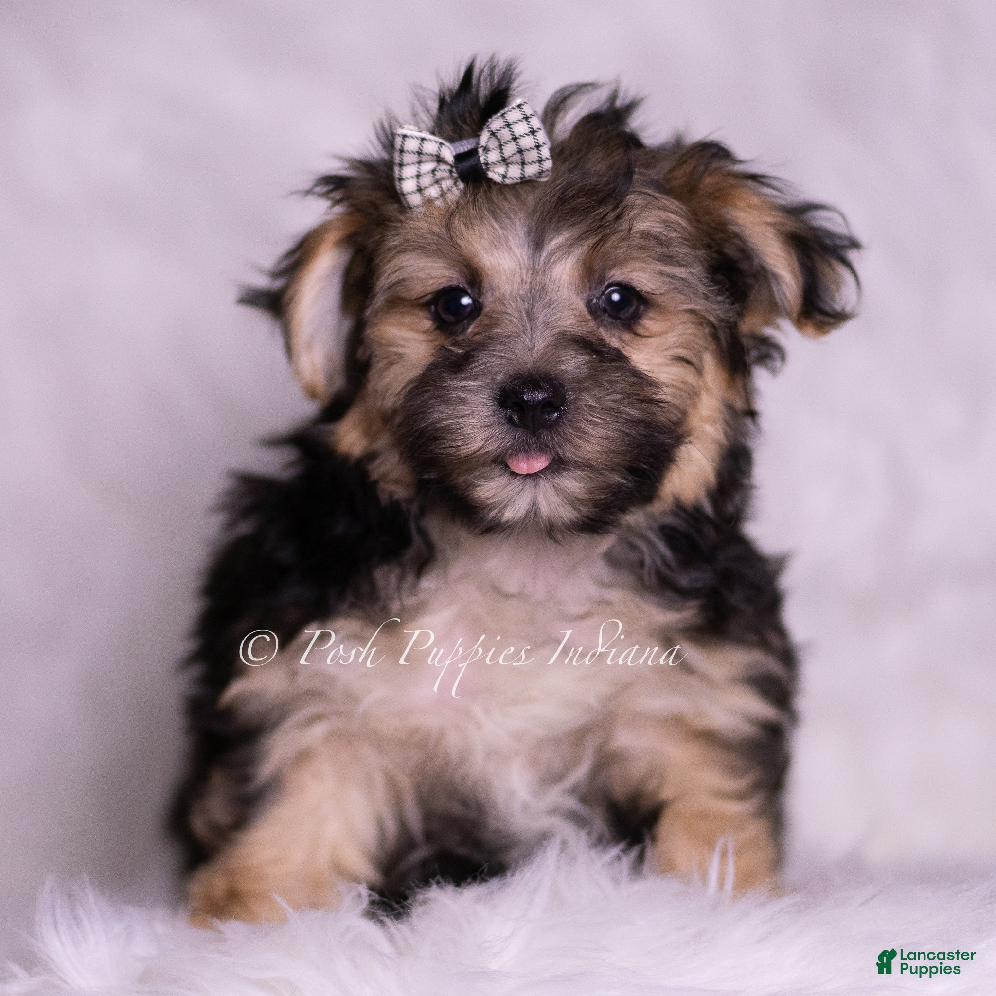 Morkie dogs Kent - Ad 31