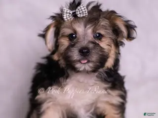 Morkie dogs Kent - Ad 31