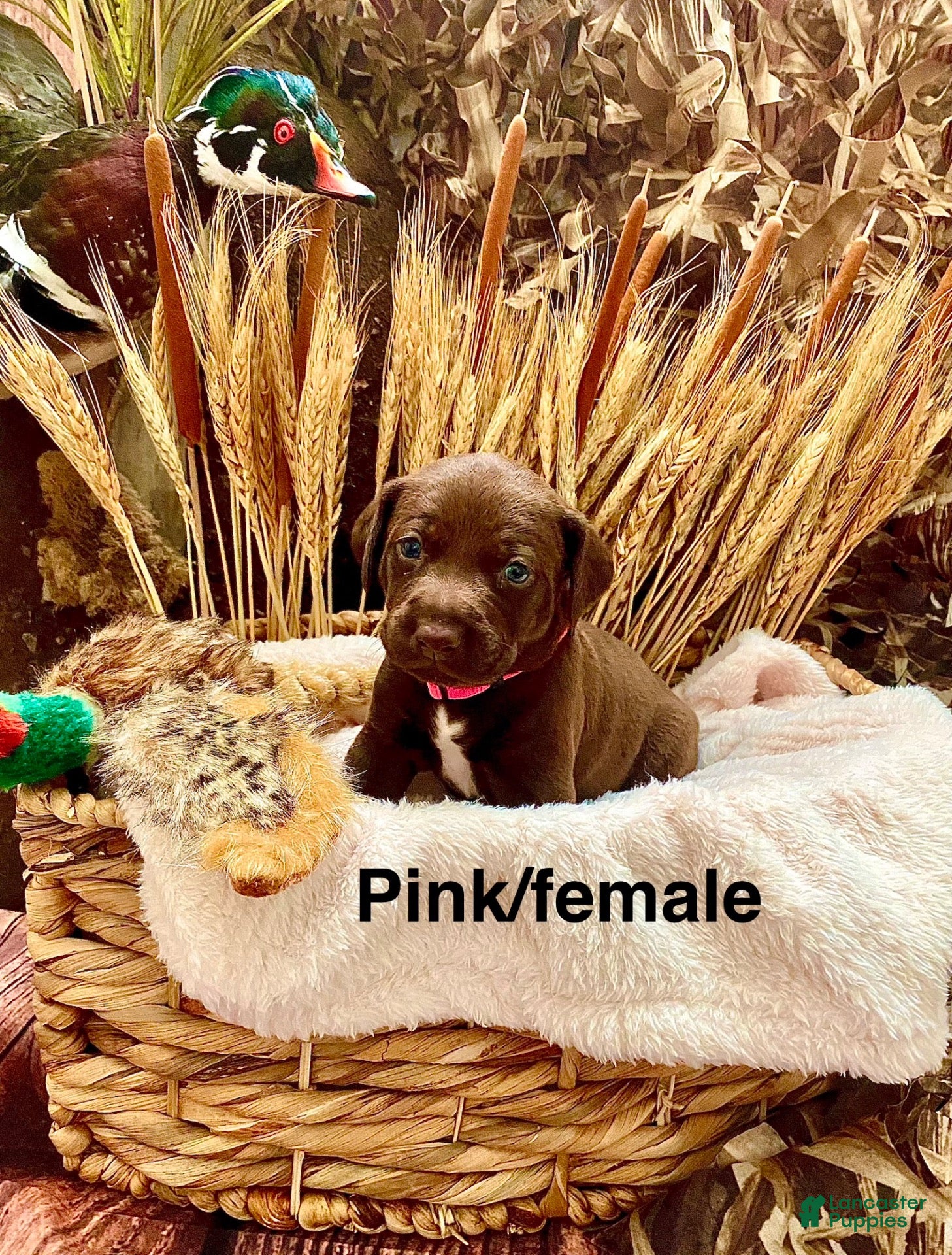 Mixed Breed dogs for sale: Mixed Breed 6 - Ad 1