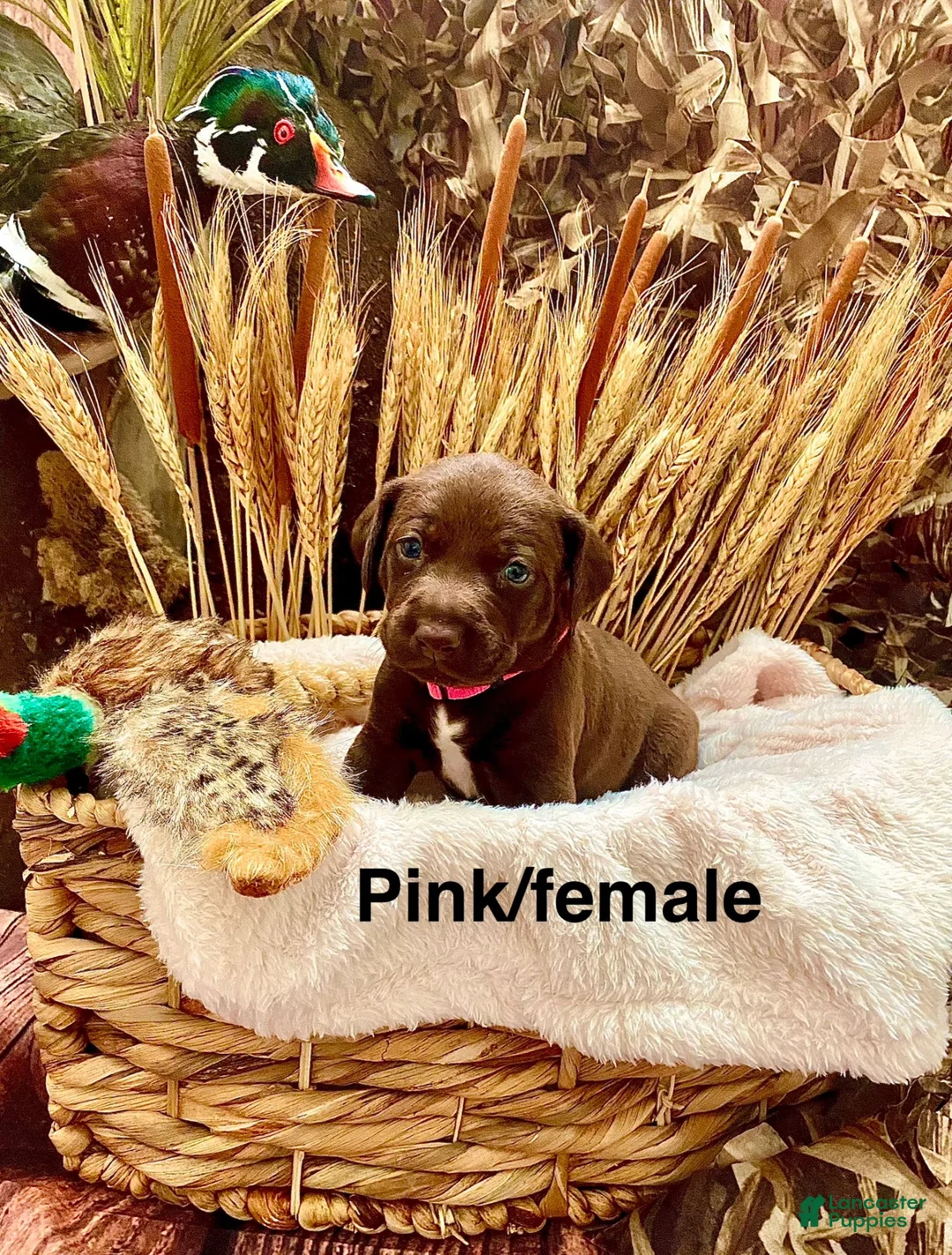 Mixed Breed dogs for sale: Mixed Breed 6 - Ad 1