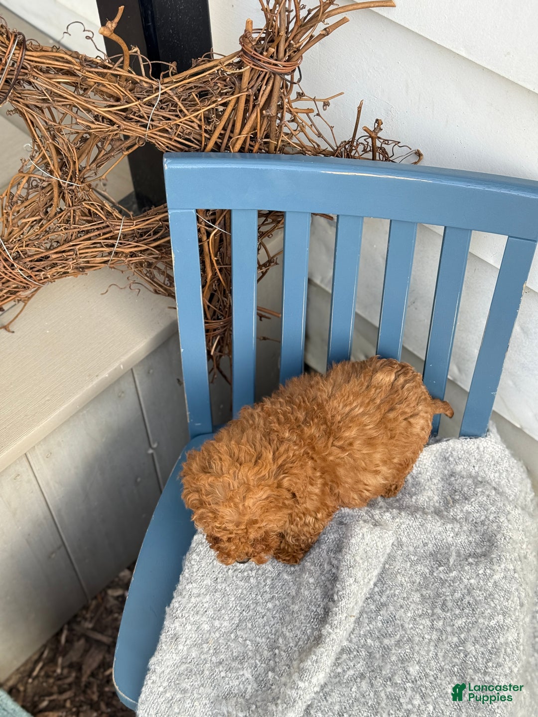 Toy Poodle dogs for sale: Otis - Ad 11