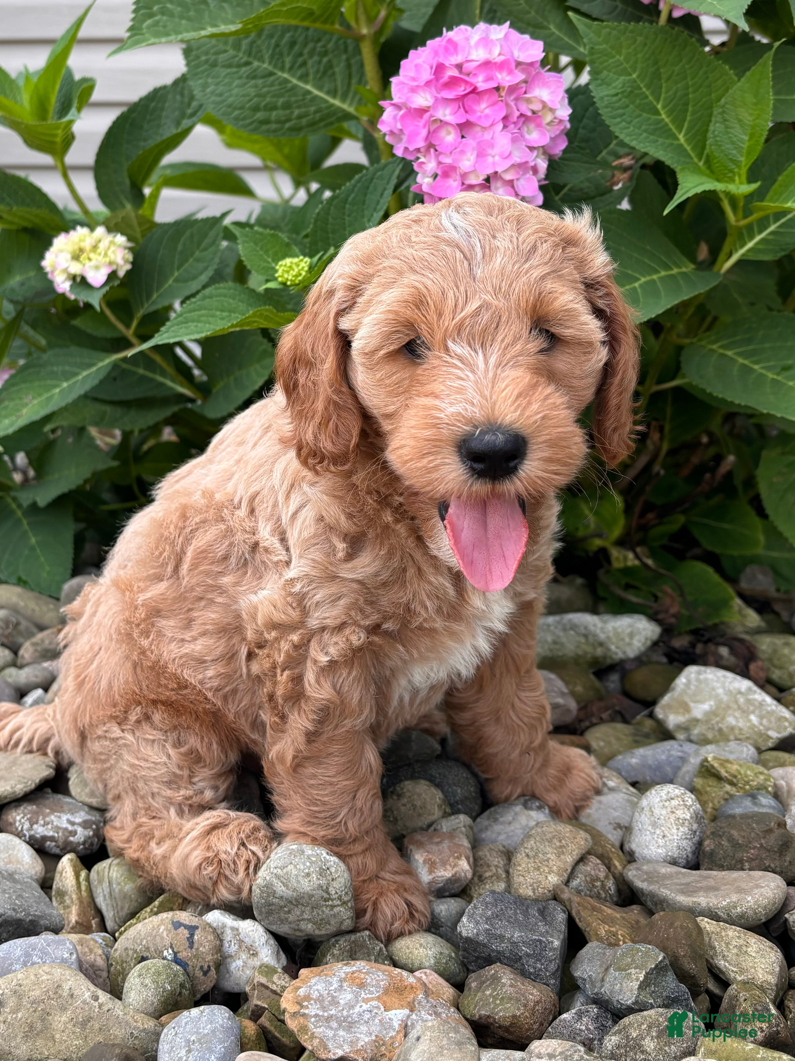 Whoodle dogs Mini Wyoming (Wyatt) - Ad 2