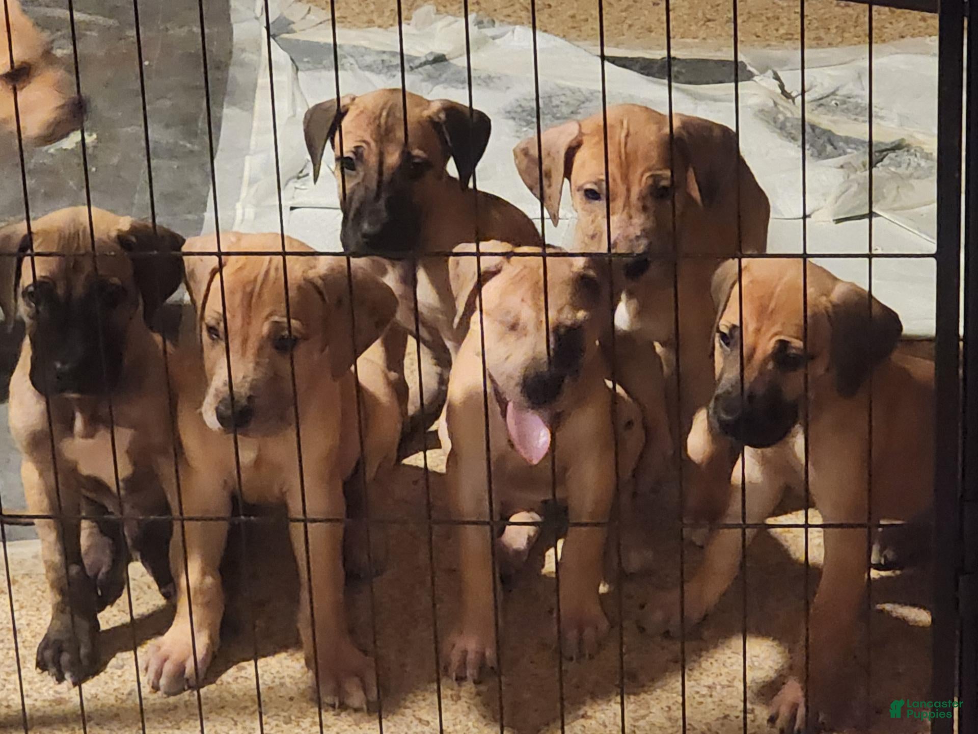 Great Dane dogs for sale: Great Dane 1 - Ad 38