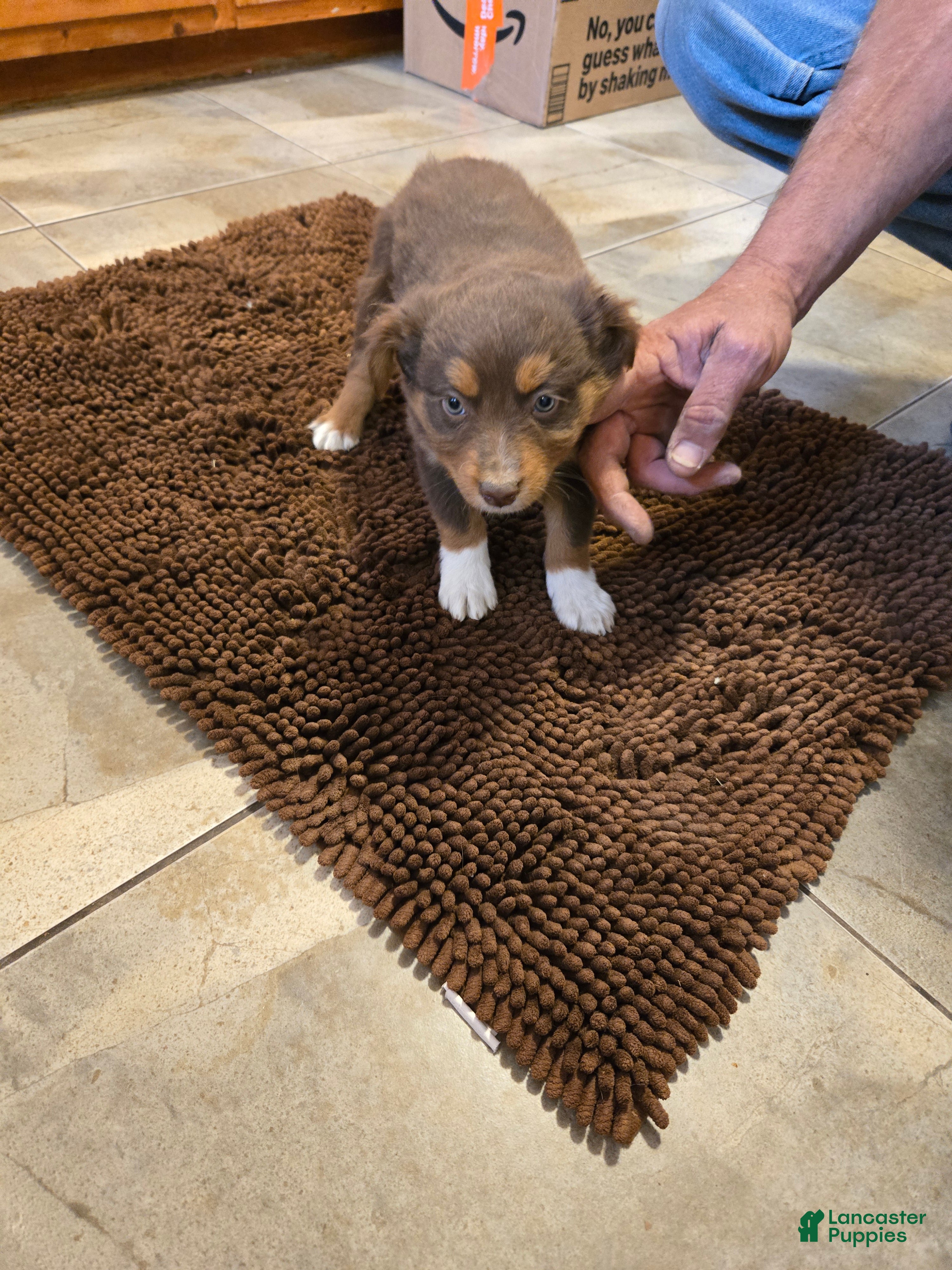 Australian Shepherd dogs Junior - Ad 1