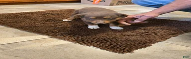 Junior