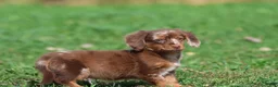 Mixed Breed dogs for sale: Oscar - Ad 5