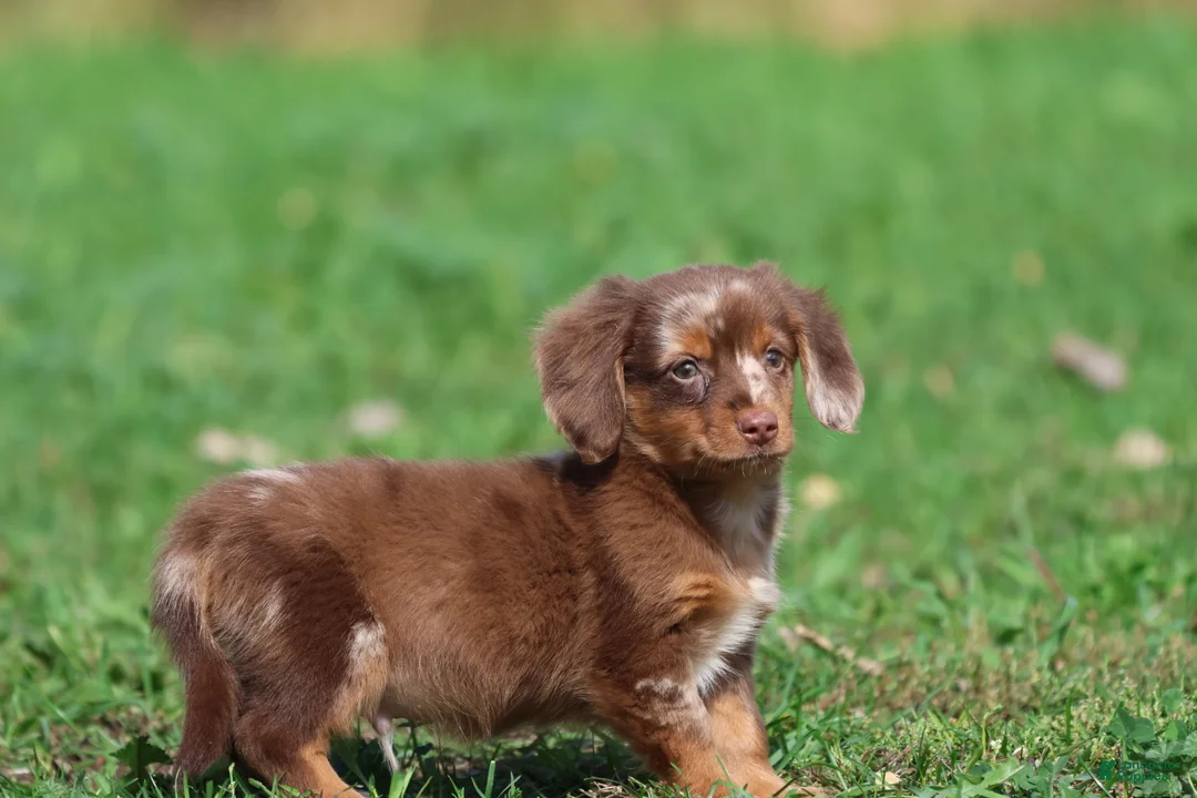 Mixed Breed dogs for sale: Oscar - Ad 5