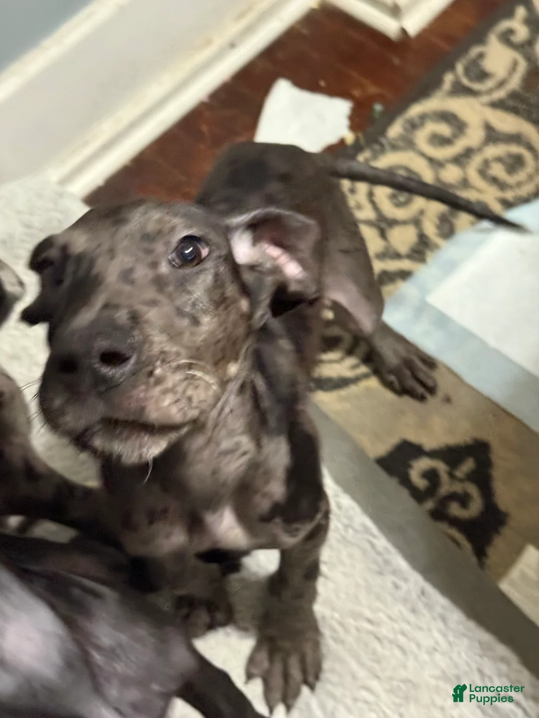 Great Dane dogs for sale: Max  - Ad 1