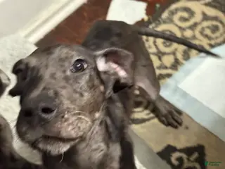 Great Dane dogs Max - Ad 13