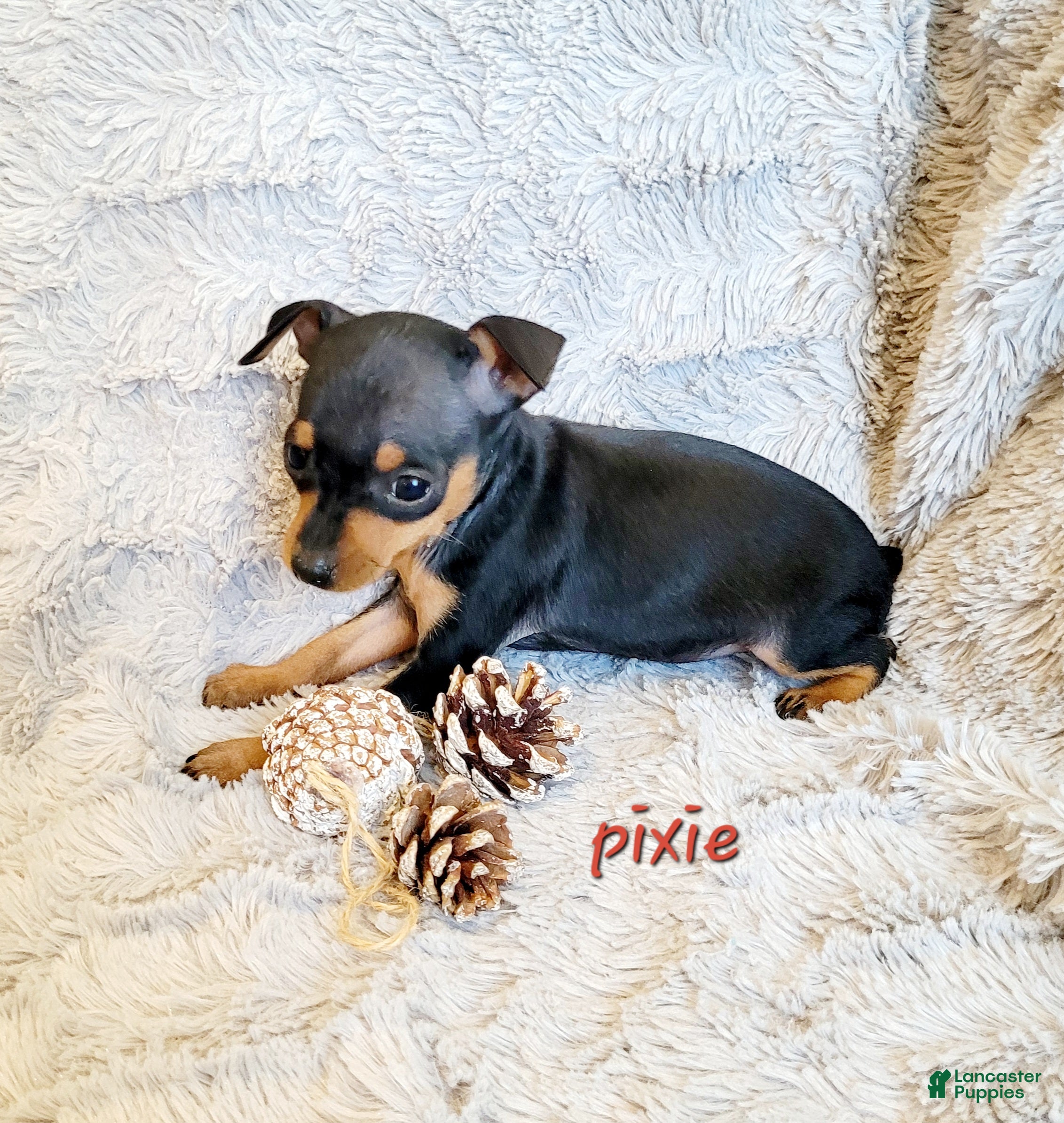 Miniature Pinscher dogs Pixie  - Ad 22
