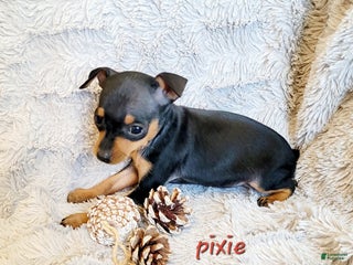 Miniature Pinscher dogs Pixie - Ad 30