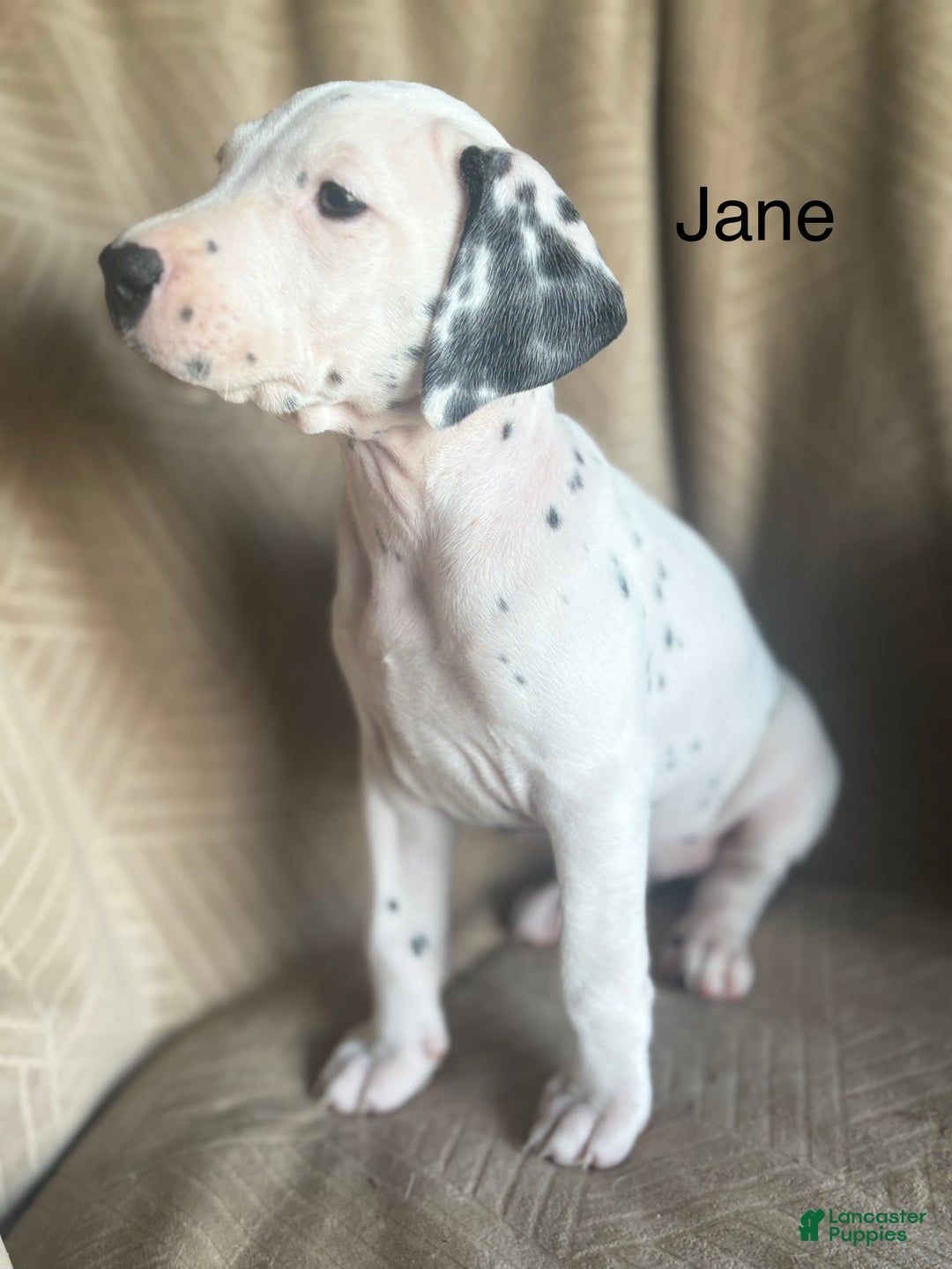 Mixed Breed dogs for sale: Jane - Ad 5