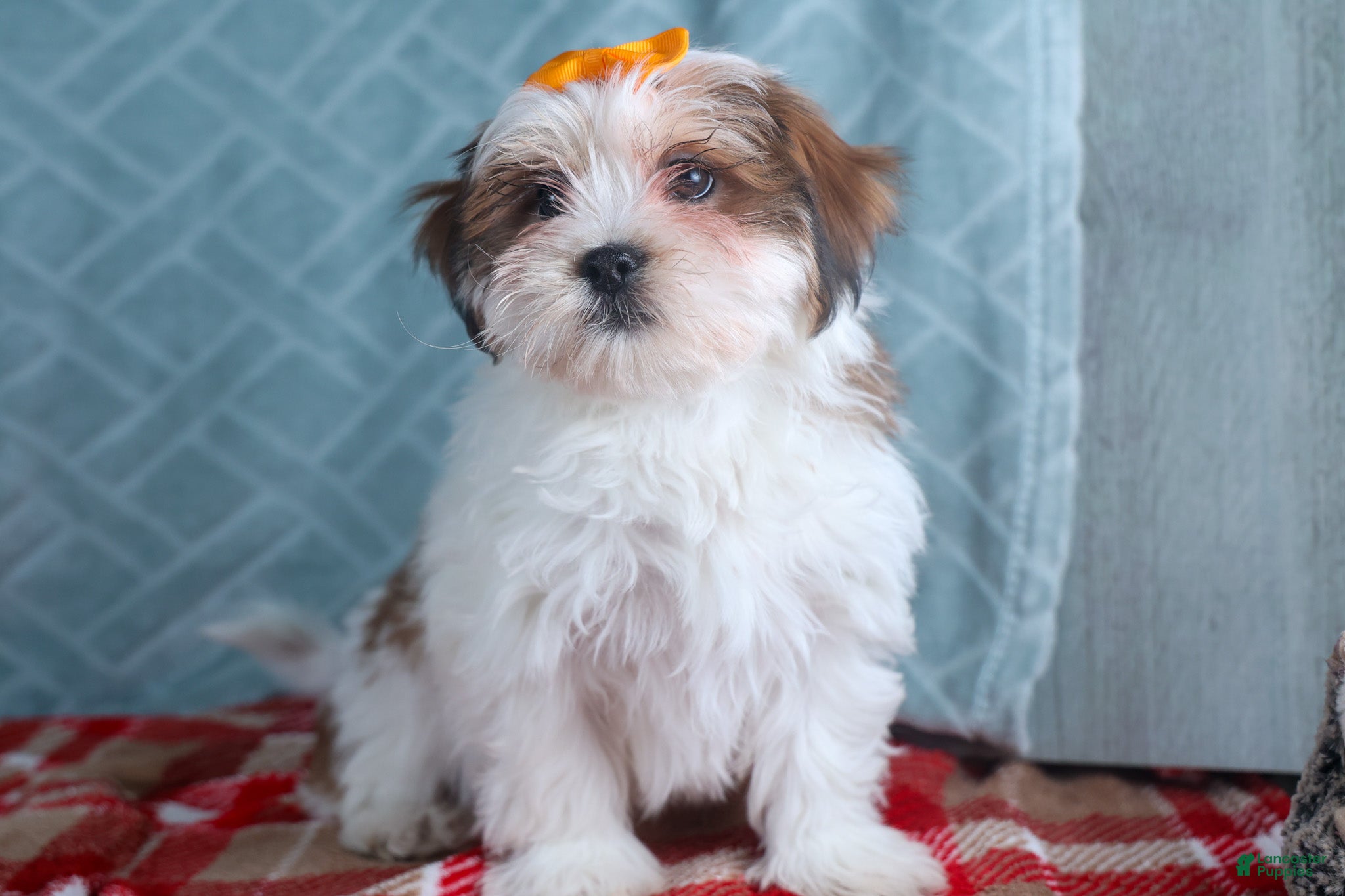 Teddy Bear dogs GEORGE - Ad 13