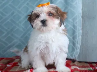 Teddy Bear dogs GEORGE - Ad 13