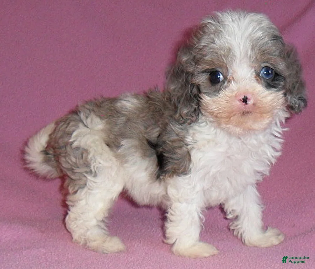 Cockapoo dogs for sale: Katie - Ad 2