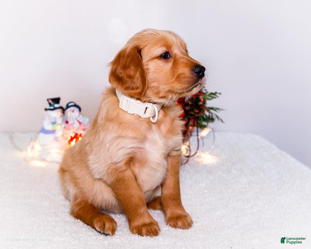 Golden Retriever dogs for sale: Goldie - Ad 5