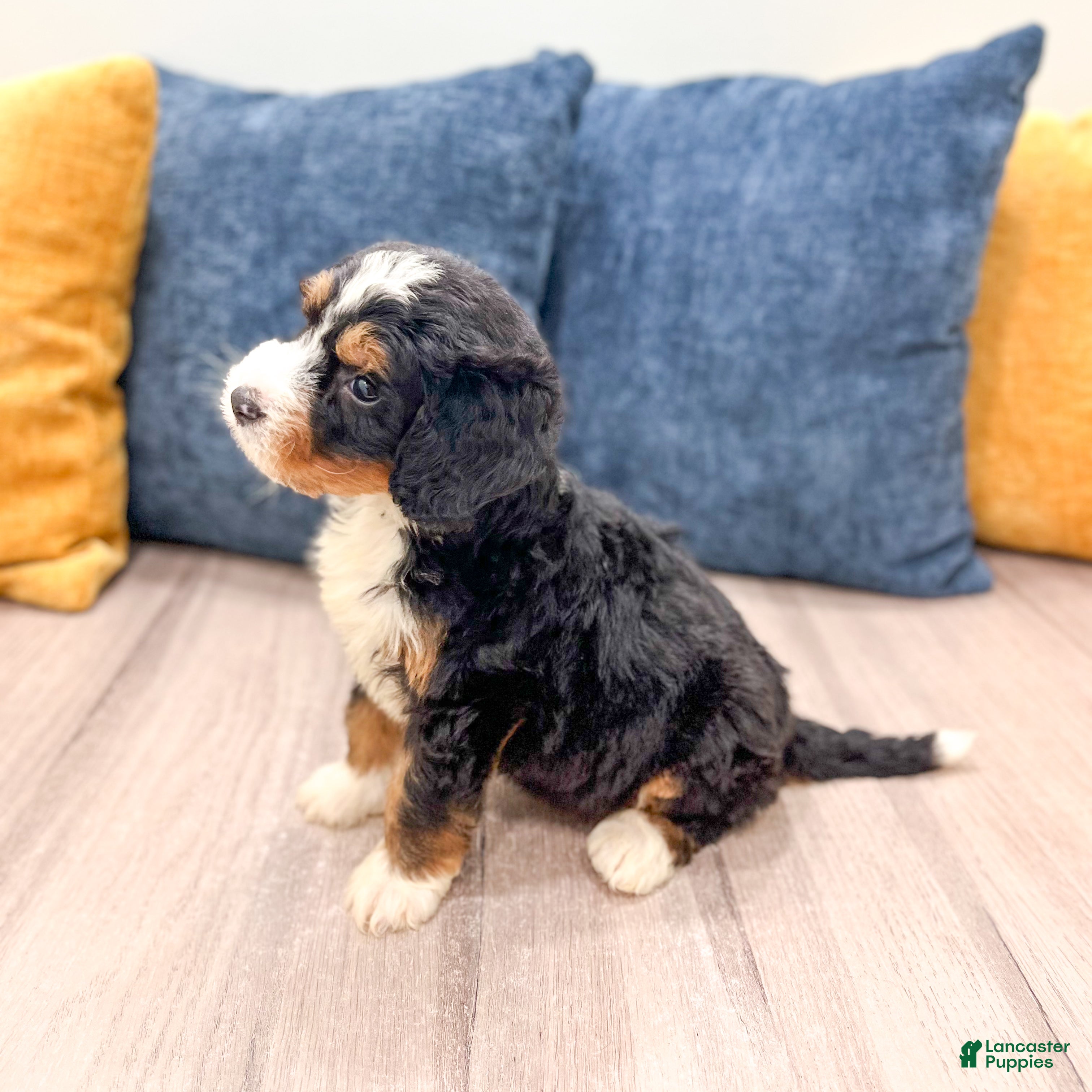 Mini Bernedoodle dogs for sale: Stella - Ad 5