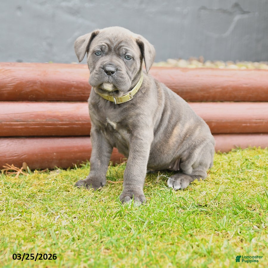Cane Corso dogs Horizon - Ad 1