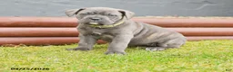 Cane Corso dogs for sale: Horizon - Ad 1