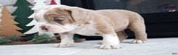 Olde English Bulldogge dogs for sale: Macy - Ad 2