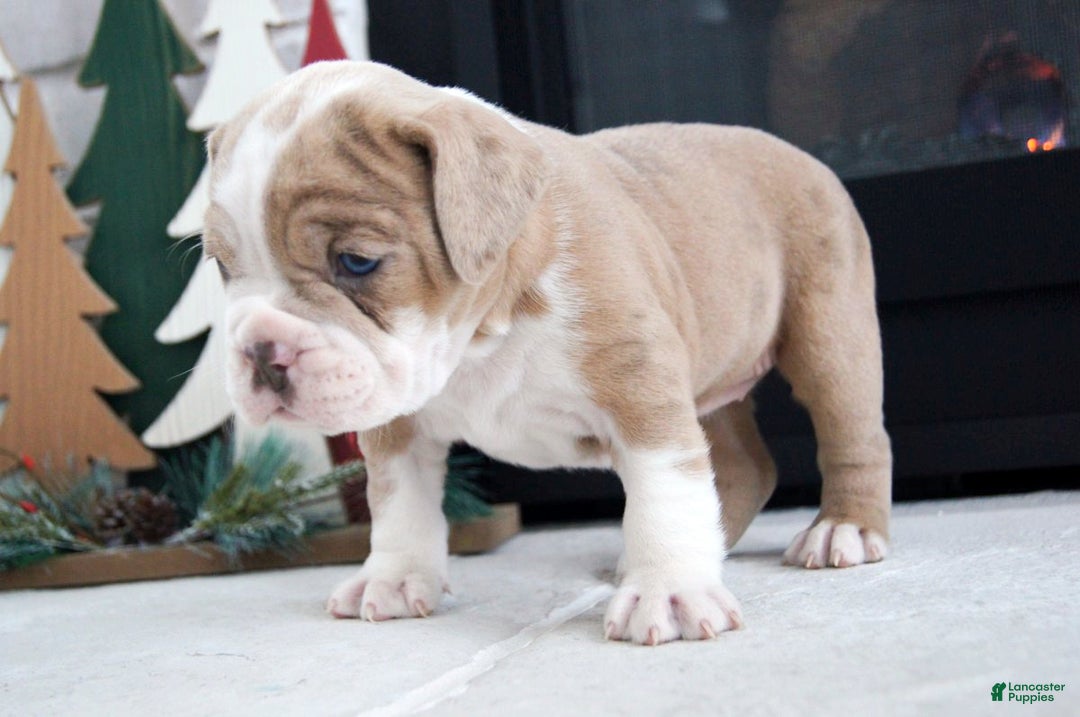 Olde English Bulldogge dogs for sale: Macy - Ad 2
