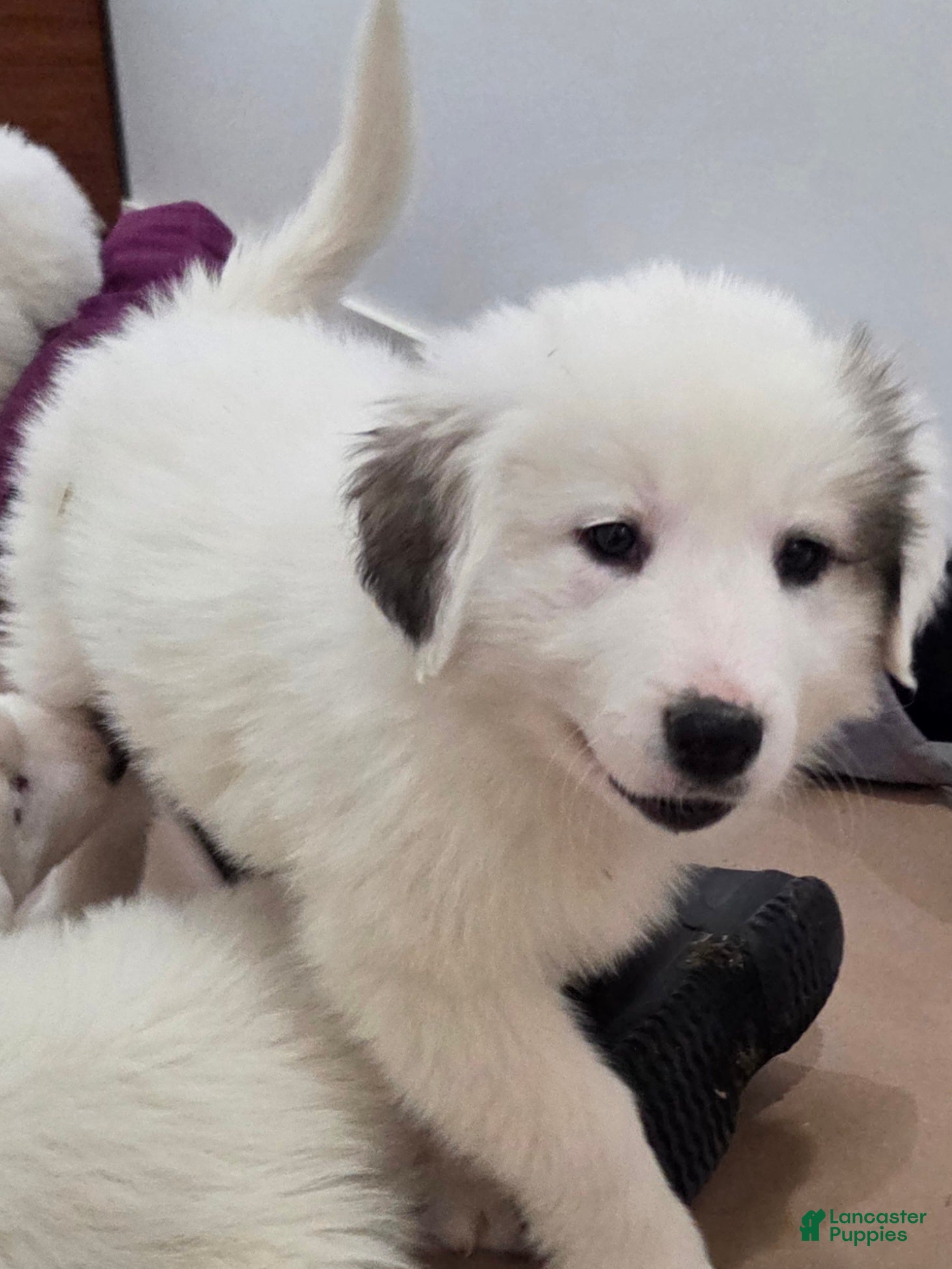 Great Pyrenees dogs Lucy - Ad 14