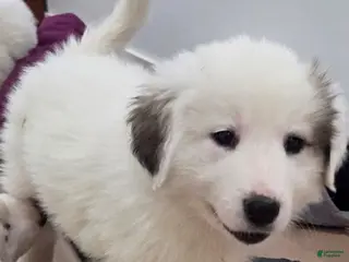 Great Pyrenees dogs Lucy - Ad 14