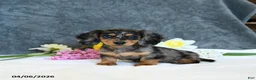 Miniature Dachshund dogs for sale: Ellie - Ad 5