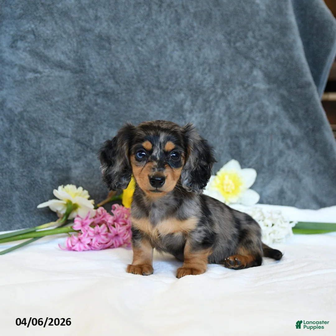 Miniature Dachshund dogs for sale: Ellie - Ad 5