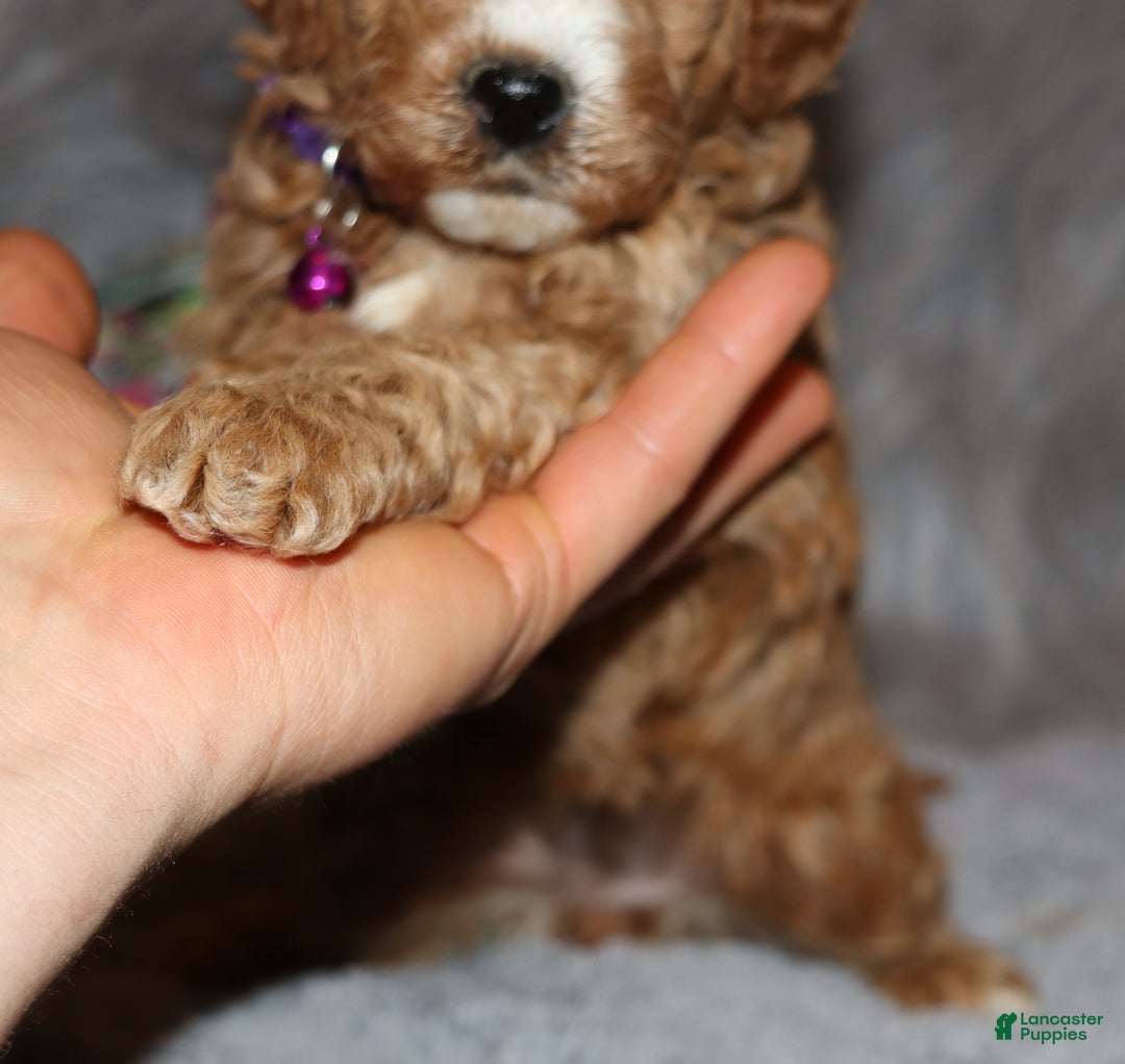 Mini Goldendoodle dogs for sale: Wendy 🌷👨‍👨‍👧‍👦💞🐕 - Ad 2