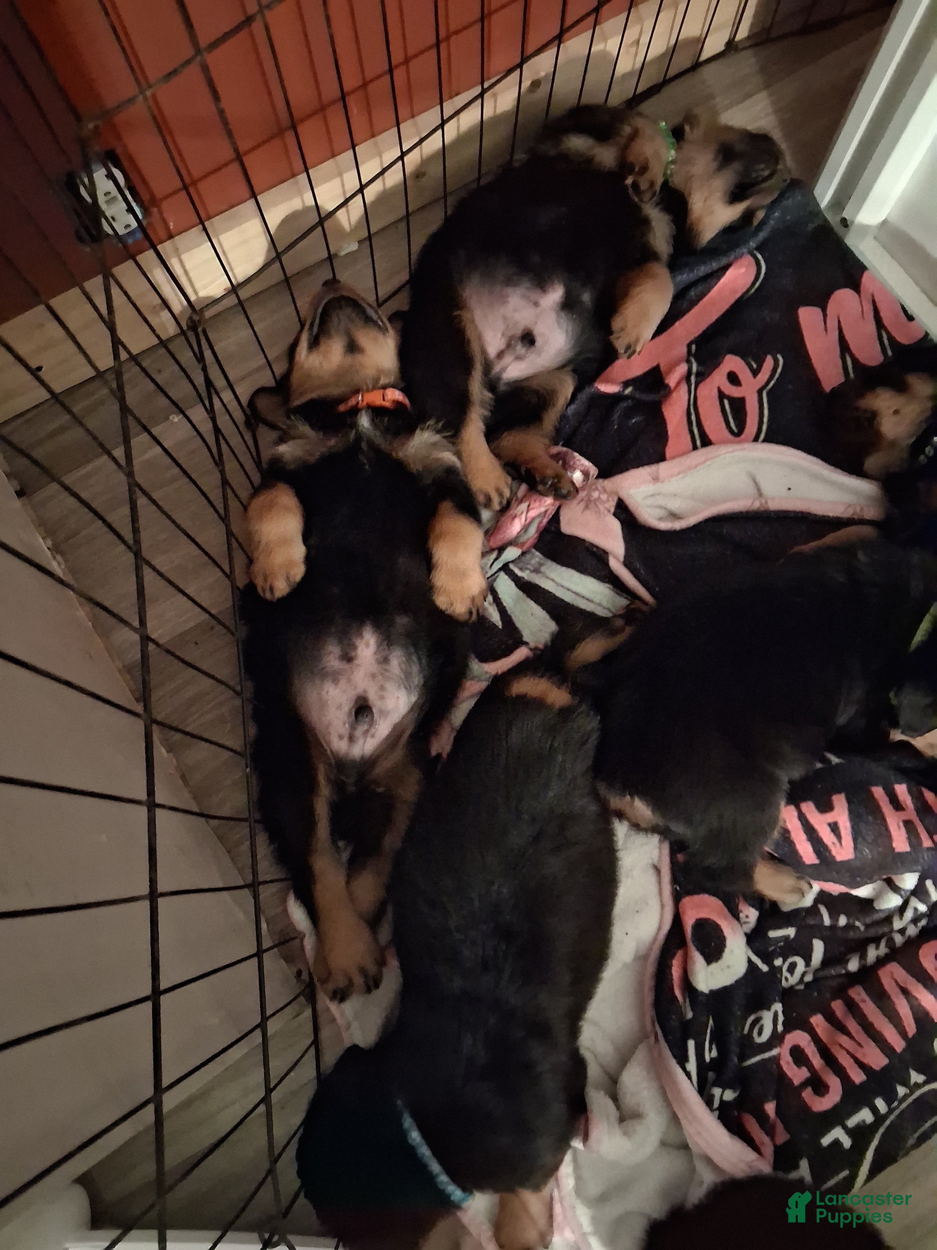 Rottweiler dogs Rottweiler Puppy 1 - Ad 2