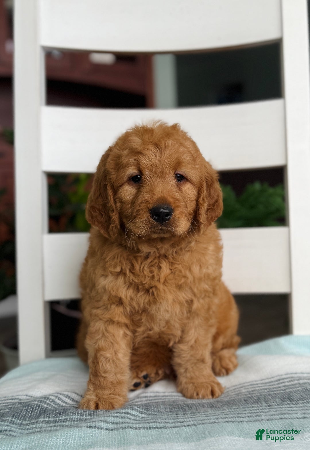 Mini Goldendoodle dogs for sale: Nemo - Ad 1