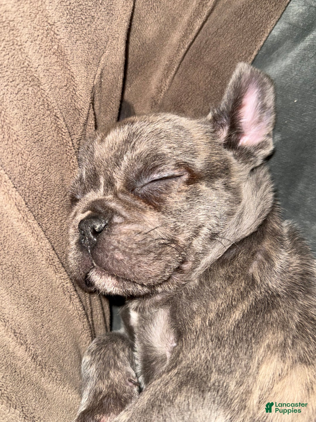 French Bulldog dogs for sale: French Bulldog Puppy 1 - Ad 5
