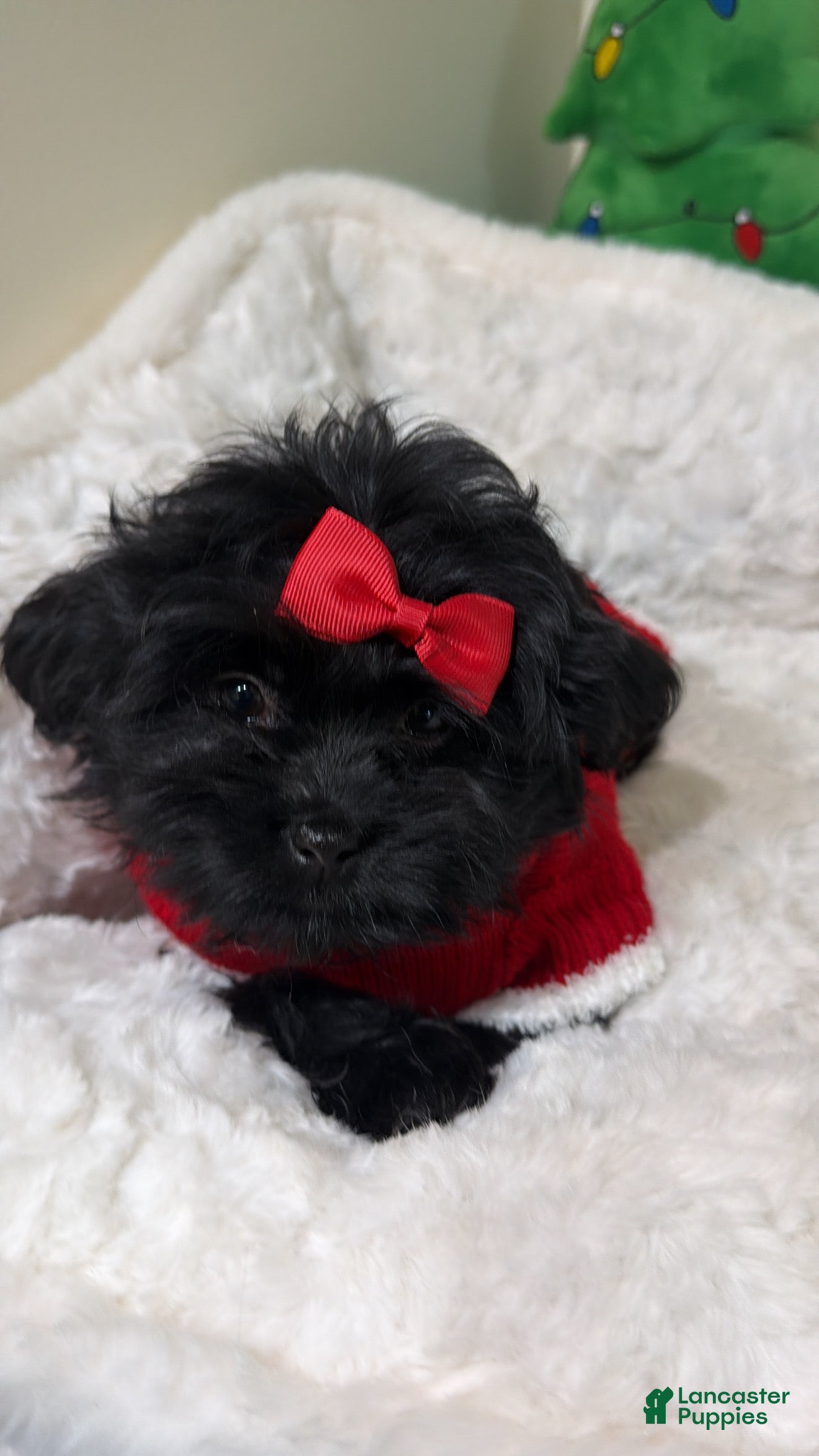 Shihpoo dogs Livvi  - Ad 38