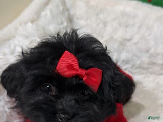 Shihpoo dogs Livvi - Ad 35