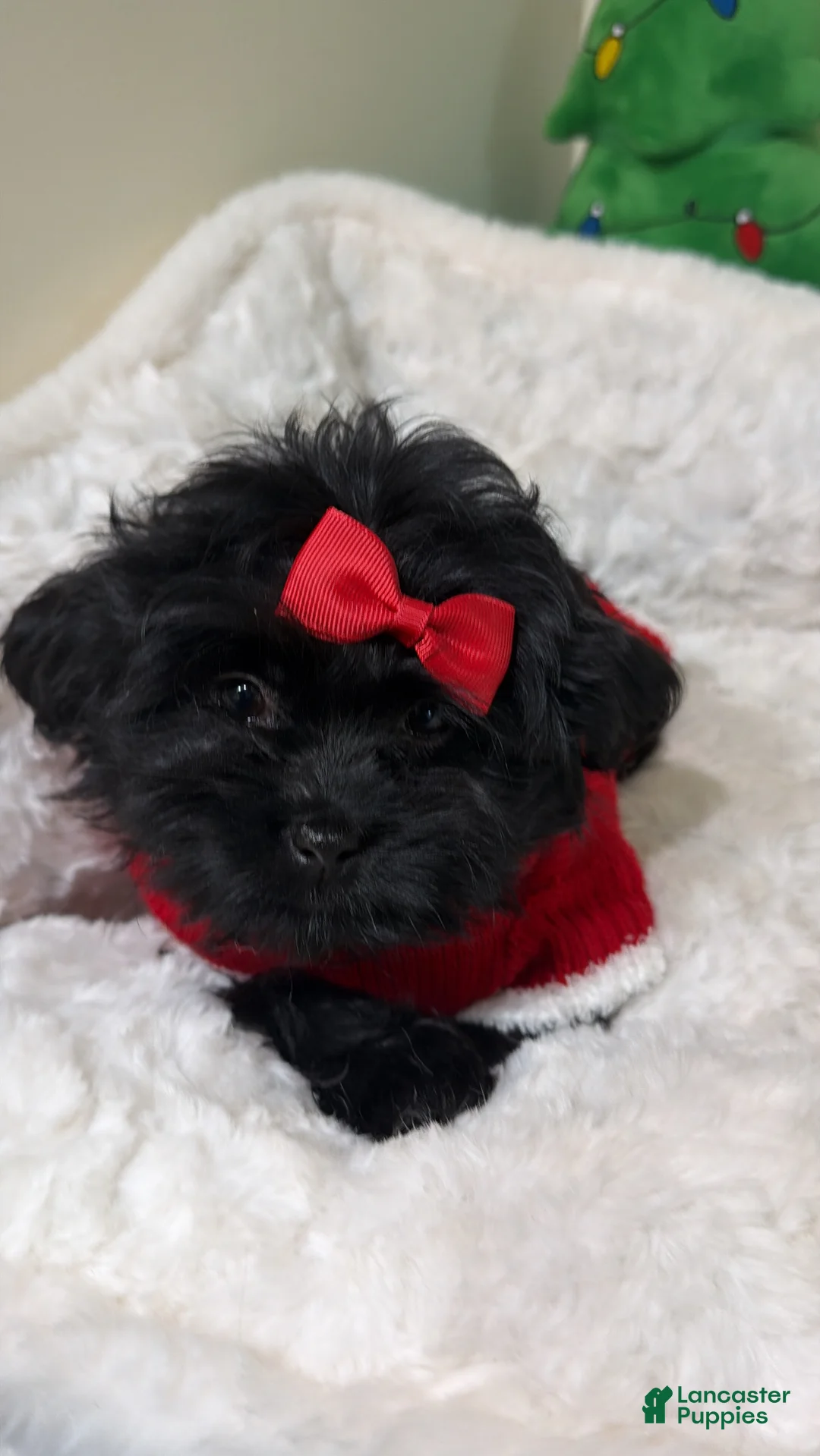 Shihpoo dogs for sale: Livvi  - Ad 1