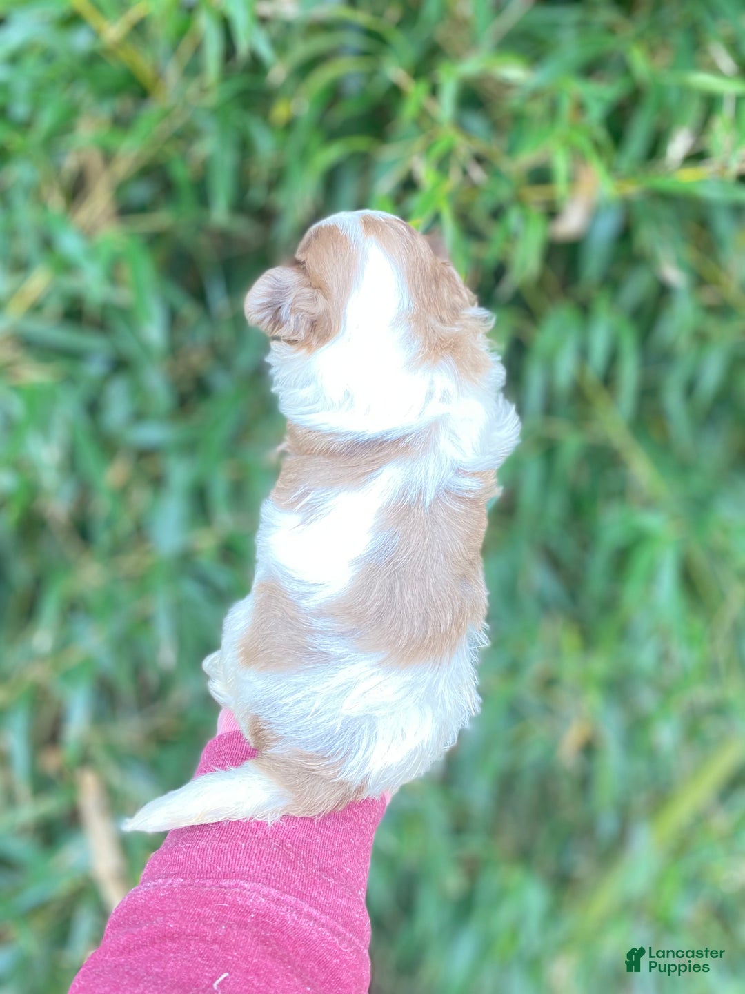 Mixed Breed dogs for sale: Mixed Breed Puppy 2 - Ad 3