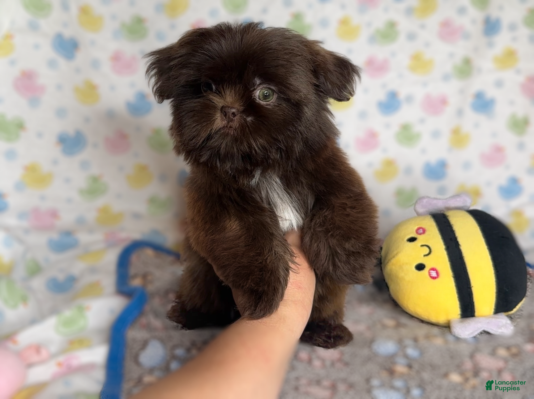 Maximo 🐾
