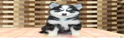 Pomsky dogs for sale: Buttons - Ad 3
