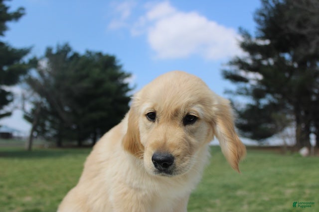 Golden Retriever dogs TRAINED Ben the Golden Retriever Puppy  - Ad 1