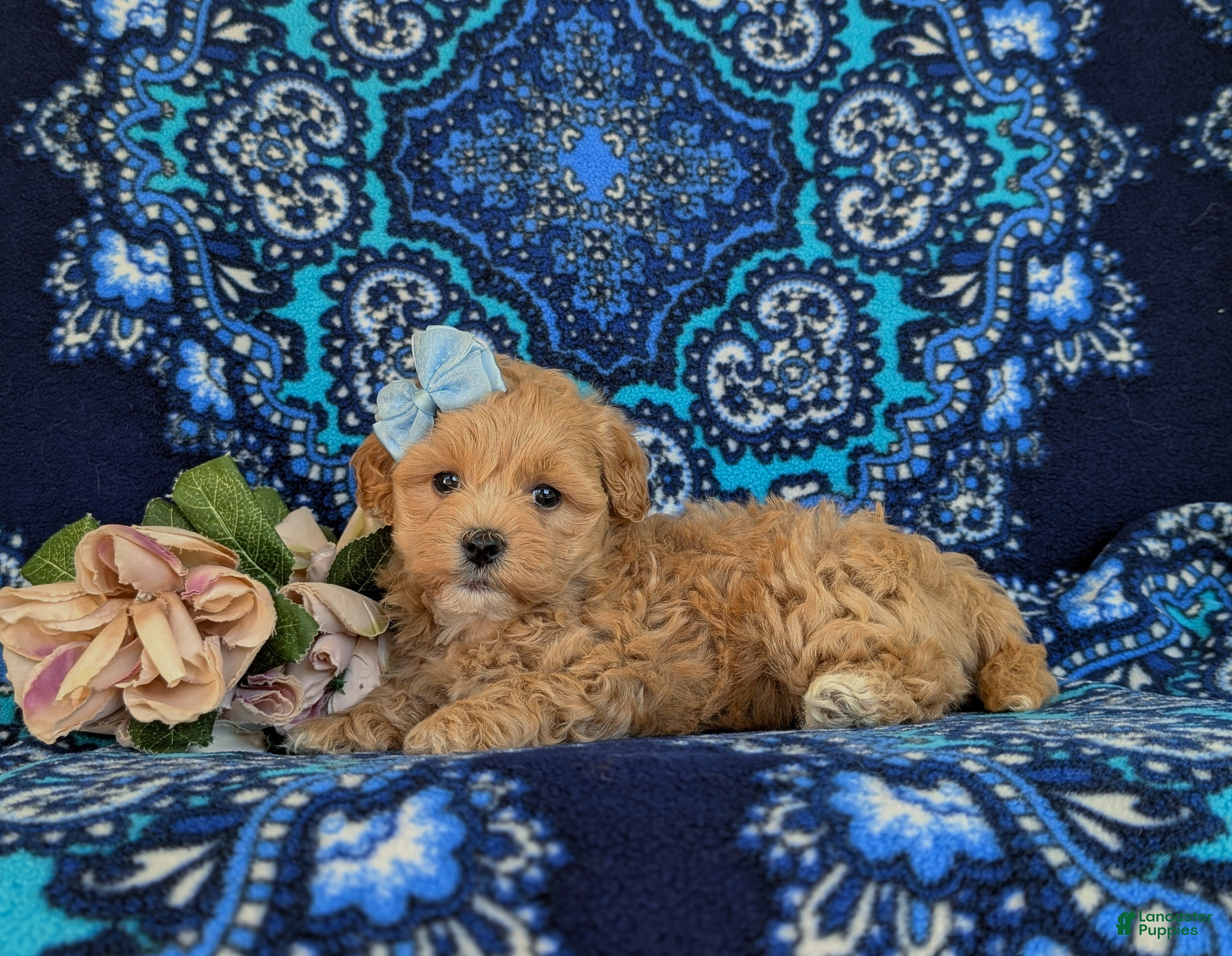 Maltipoo dogs for sale: Reagan - Ad 4