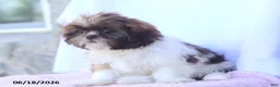 Shih Tzu dogs for sale: Nancy - Ad 3