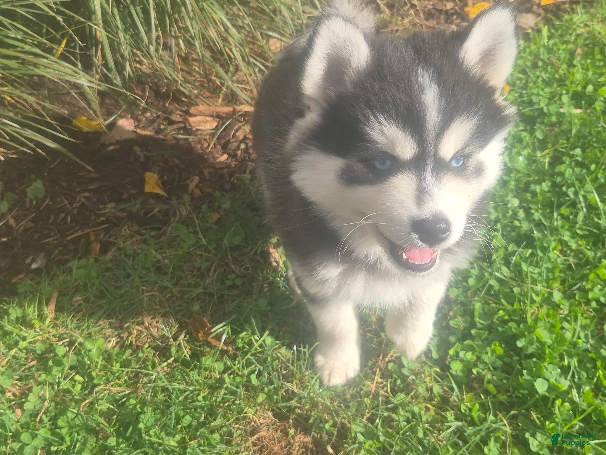 Pomsky dogs for sale: Bandit - Ad 1