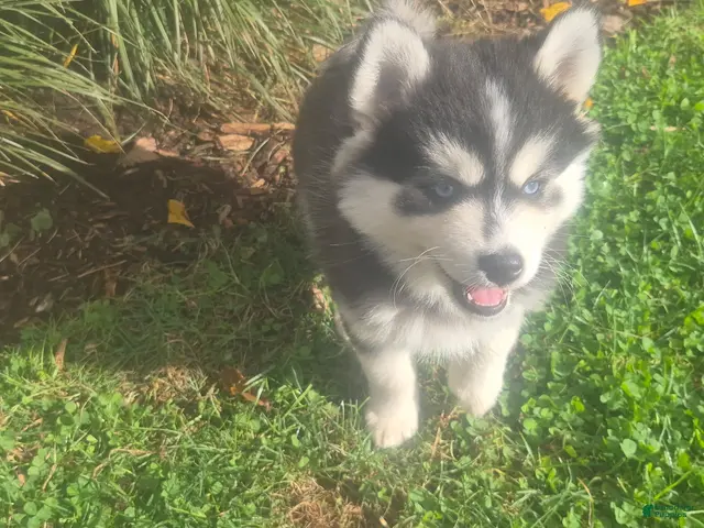Pomsky dogs for sale: Bandit - Ad 1