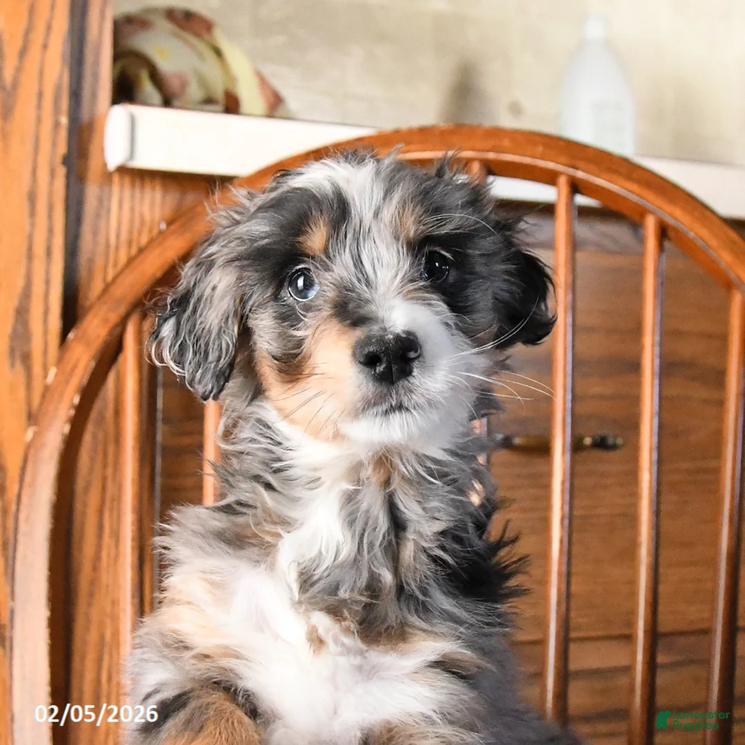 Mini Bernedoodle dogs for sale: Valentine - Ad 5