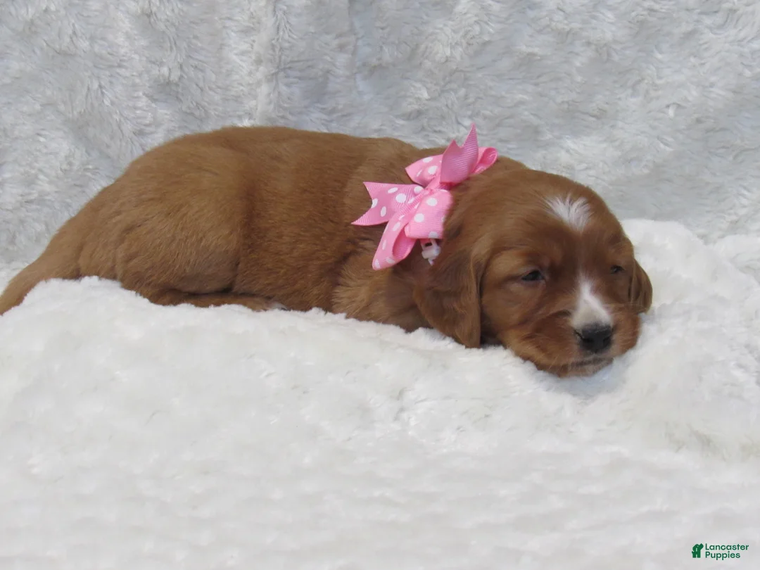 Golden Retriever dogs for sale: HAILEY - Ad 6